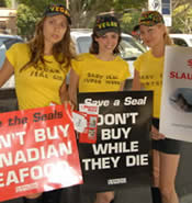 Harp Seal Protest