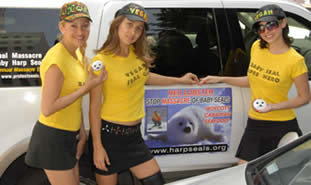 Harp Seal Protest