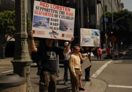Harp Seal Protest